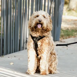 - Harnais pour chien actif velvet noir Harnais