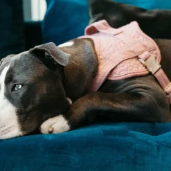 Clearance - Harnais pour chiens Body safe Wool rose Harnais