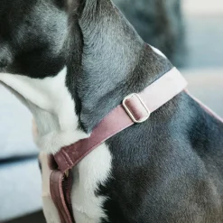 Harnais*Kentucky Dogwear - Harnais pour chiens Velvet vieux rose