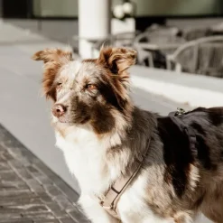 Harnais*Kentucky Dogwear - Harnais pour chiens Velvet vieux rose