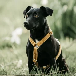 Discount - Harnais pour chiens Velvet moutarde Harnais