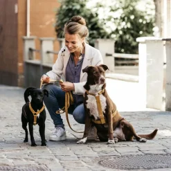 Discount - Harnais pour chiens Velvet moutarde Harnais