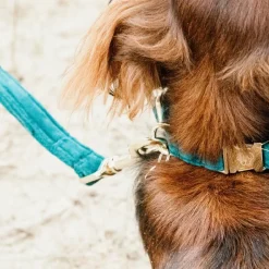 Laisses*Kentucky Dogwear - Laisse pour chiens Velvet 120 cm émeraude Bleu