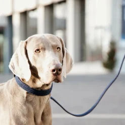 Sale - Laisse en nylon tressé Plaited Nylon 200 cm Laisses