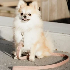 Laisses*Kentucky Dogwear - Laisse pour chiens Velvet 120 cm tendre Rose