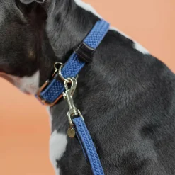 Best - Laisse de nylon tressé Plaited Nylon 200 cm clair Laisses