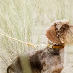 Sale - Laisse pour chiens Velvet 120 cm Moutarde Laisses