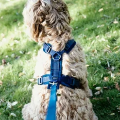 Laisses*Kentucky Dogwear - Laisse pour chien Velvet 2m marine