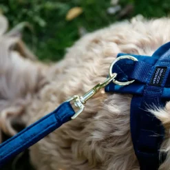 Laisses*Kentucky Dogwear - Laisse pour chien Velvet 2m marine