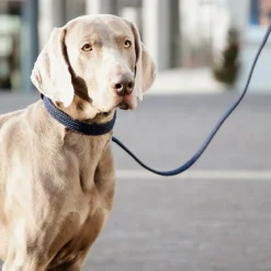 Laisses*Kentucky Dogwear - Laisse pour chien nylon tressé Plaited Nylon 120 cm Marine