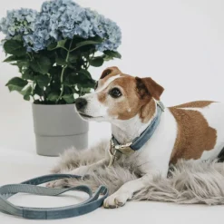 Laisses*Kentucky Dogwear - Laisse pour chiens Velvet 120 cm clair Bleu
