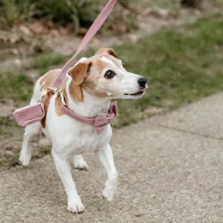 Laisses*Kentucky Dogwear - Laisse pour chien Velvet 2m vieux rose