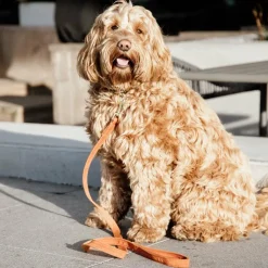 - Laisse pour chiens Velvet 120 cm Laisses