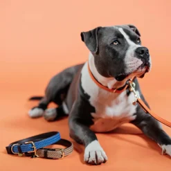 Laisses*Kentucky Dogwear - Laisse de nylon tressé Plaited Nylon 200 cm Orange