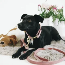 Clearance - Laisse pour chiens Velvet 120 cm vieux Laisses