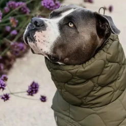 Manteaux*Kentucky Dogwear - Manteau pour chien Pina kaki 160g Vert