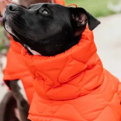 Manteaux*Kentucky Dogwear - Manteau pour chien Pina 160g Orange