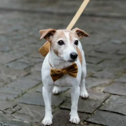 Sale - Nœud papillon velvet moutarde Nœuds Pour Colliers