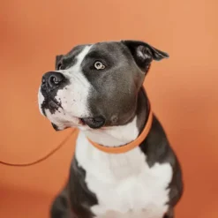 Colliers*Kentucky Dogwear - Nylon tressé collier de chien Orange