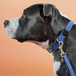 Hot - Nylon tressé collier de chien clair Colliers