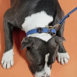 Hot - Nylon tressé collier de chien clair Colliers