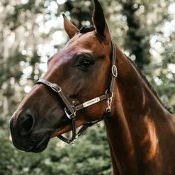 New - Licol en cuir synthétique flexible Élevage|Licols En Cuir