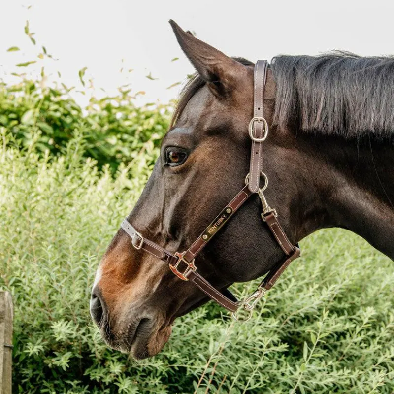 New - Licol en cuir synthétique flexible Élevage|Licols En Cuir