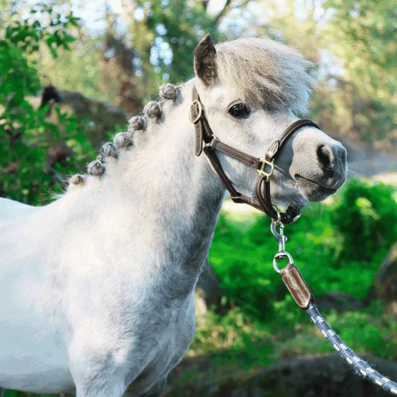 Collection "Minis" Kentucky|Licols Poneys*Kentucky Horsewear - Licol en cuir mouton pour Minis