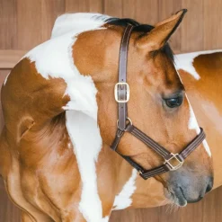 Online - Licol en cuir Wellington brun Collection "Minis" Kentucky|Licols Poneys