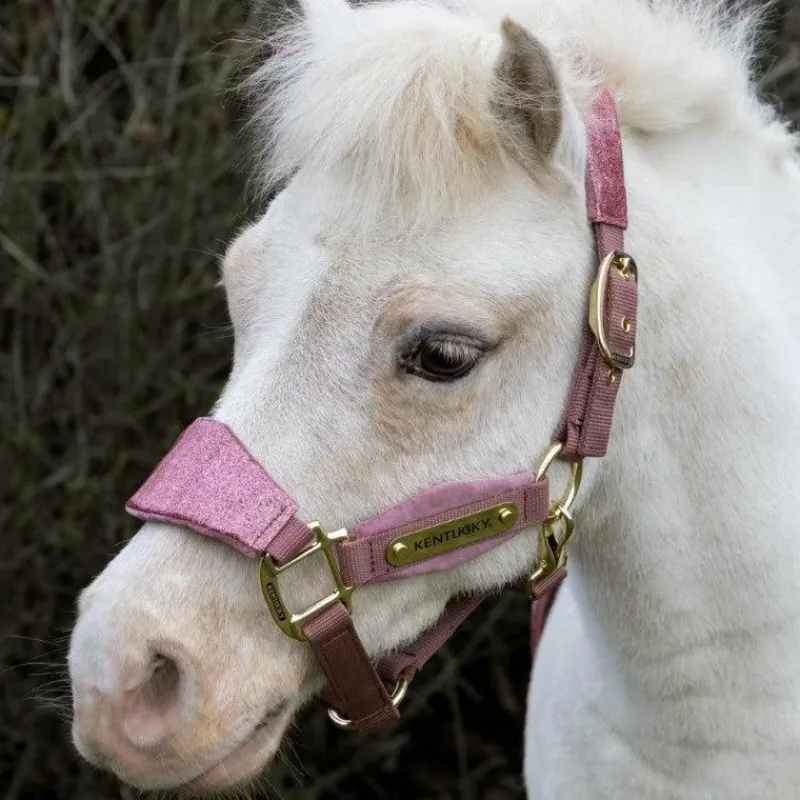 Online - Licol velvet paillette vieux Collection "Minis" Kentucky|Licols Poneys