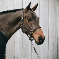 Hot - Licol cheval anatomique Élevage|Licols En Cuir