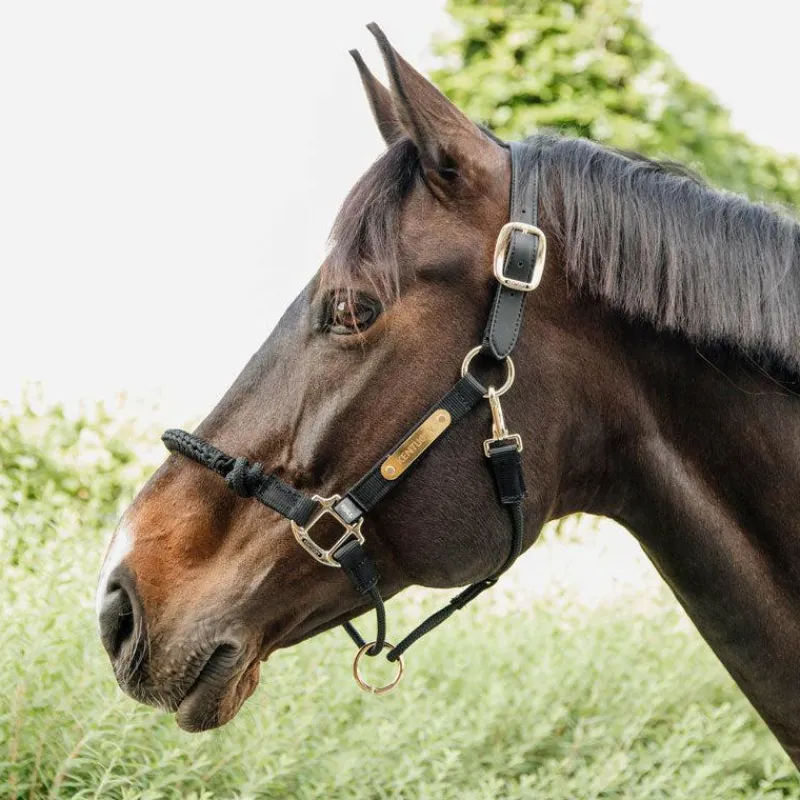 Licols En Nylon*Kentucky Horsewear - Licol cheval Control Noir
