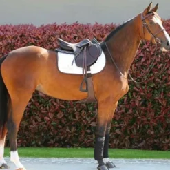 - Sangle bavette Concours Complet D'Equitation|Bavettes