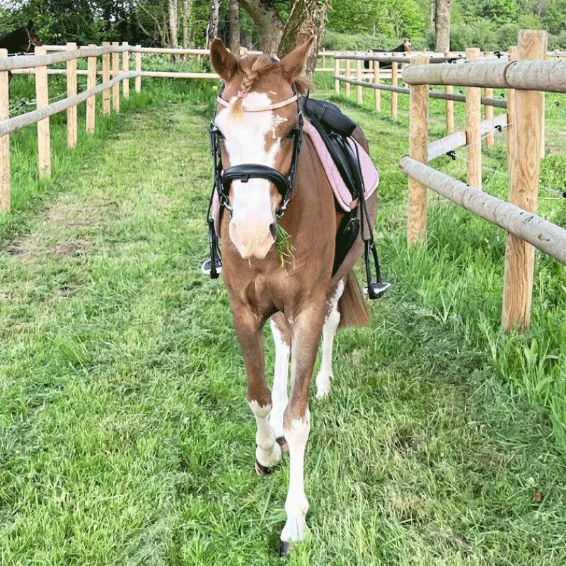 Collection "Minis" Kentucky|Tapis De Selle Poneys*Kentucky Horsewear - Tapis de selle Velvet Jumping Vieux pour minis Rose