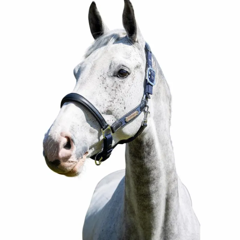 Licols Poneys*LeMieux - Licol pour chevaux Capella Marine
