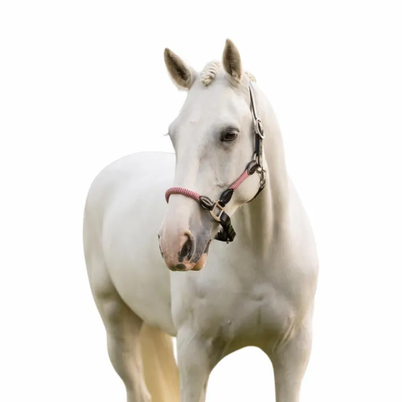 Licols Poneys*LeMieux - Licol pour chevaux Ropella cranberry Rose