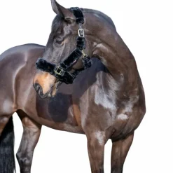 - Licol pour chevaux Comfort Licols Poneys