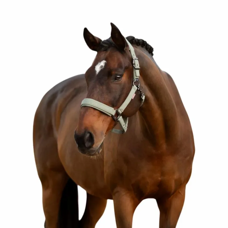 Discount - Licol pour chevaux Essence rosemary Licols Poneys