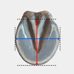 Hipposandales*Michel Vaillant - Hipposandale Floating boots trainer antérieurs