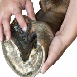 Fourchettes Pourries*Michel Vaillant - Pâtes fibrée Bio argile verte soin fourchettes et lacune Bactifongic