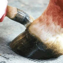 Best - Onguent pour sabots repousse de la corne Active Corne Fourmilières/ Abcès/ Seimes