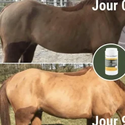 Ulcères Gastriques|Perte D'État*Natural' Innov - Complément digestif Natural'Digest