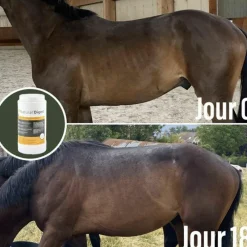 Ulcères Gastriques|Perte D'État*Natural' Innov - Complément digestif Natural'Digest