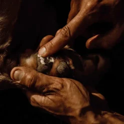 Démangeaisons*Nellumbo - Baume naturel coussinets pour chiens Vert