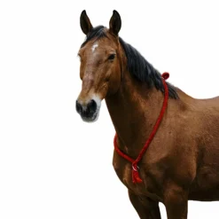 Cordelettes*Norton - Cordelette/ Collier éthologique roi Bleu