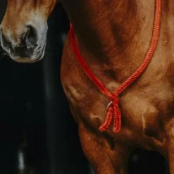 - Cordelette/ Collier éthologique Cordelettes