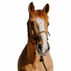 Online - Ensemble licol éthologique et longe Suède / clair Ensembles Licols Et Longes