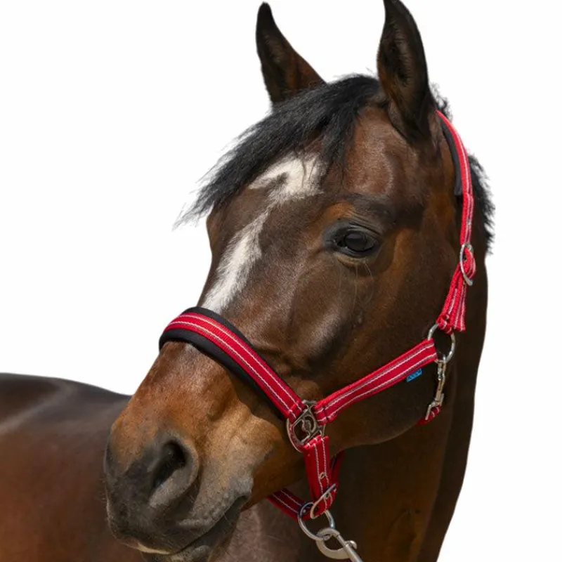 Discount - Licol 4 Lines Licols Poneys