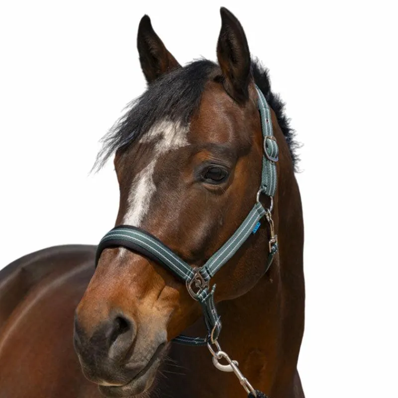 Licols Poneys*Norton - Licol 4 Lines foncé Vert