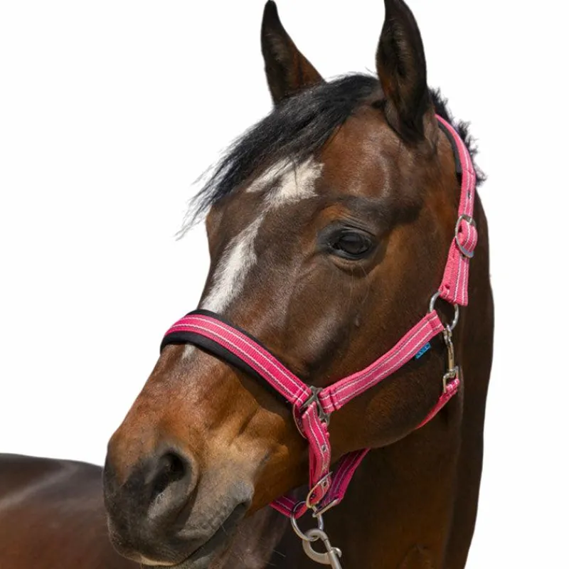Licols Poneys*Norton - Licol 4 Lines vieux Rose